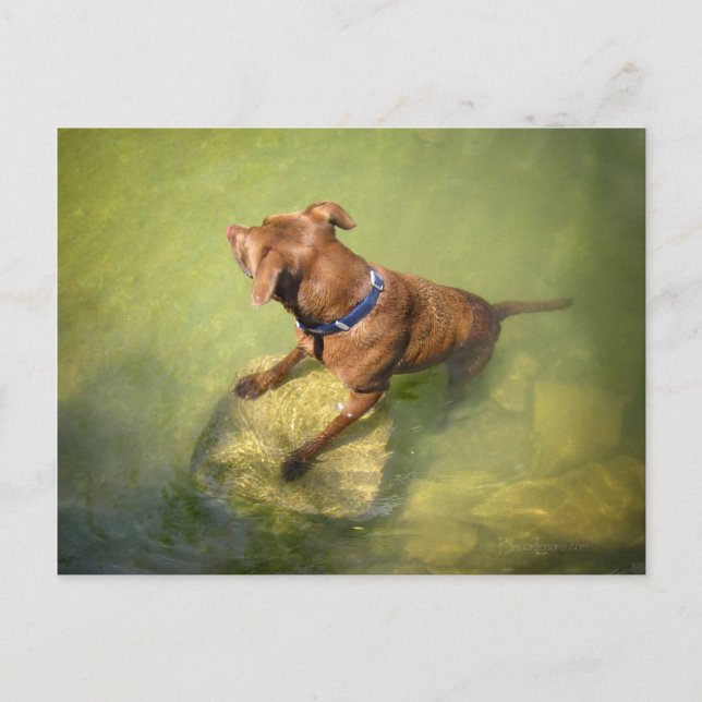 Chocolate Lab Pit Mix Dog Swimming 6 Postcard (Front)