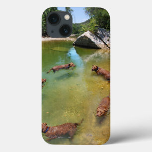 Chocolate Lab Pit Mix Dog Swimming in Circles iPhone 13 Case
