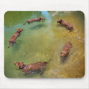 Chocolate Lab Pit Mix Dog Swimming in Circles Mouse Pad