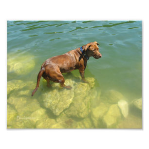 Chocolate Lab Pit Mix Dog Swimming Photo Print