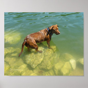 Chocolate Lab Pit Mix Dog Swimming Poster
