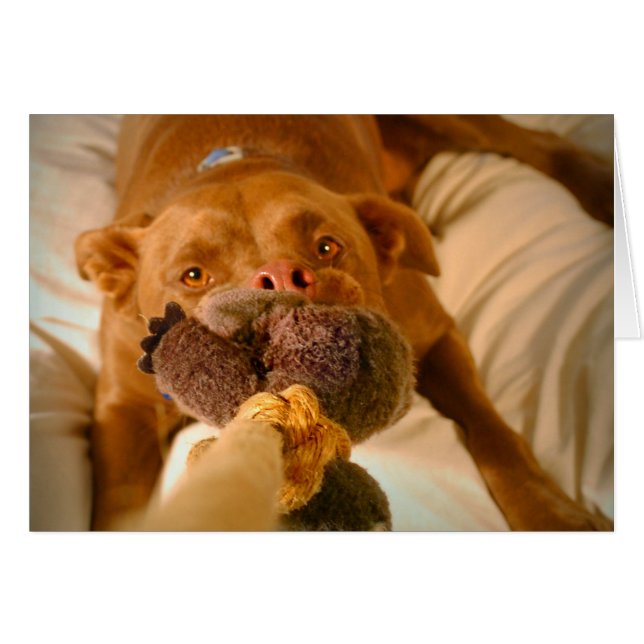 Chocolate Lab Pit Mix Dog Tugging (Front Horizontal)