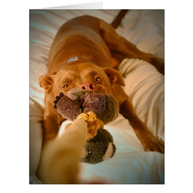Chocolate Lab Pit Mix Dog Tugging (Front)