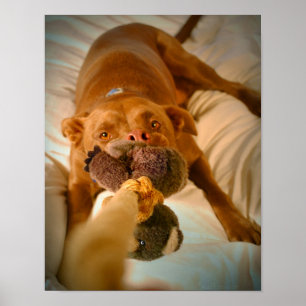 Chocolate Lab Pit Mix Dog Tugging Poster