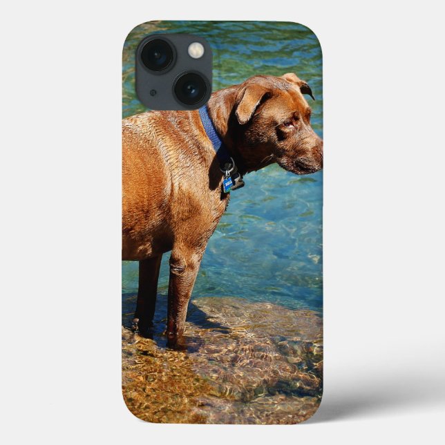 Chocolate Lab Pit Mix Dog Wading 2 Case-Mate iPhone Case (Back)