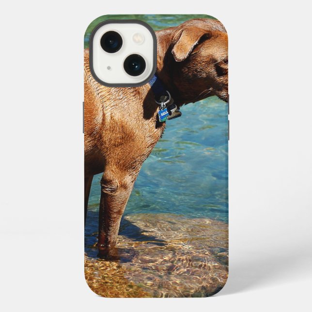 Chocolate Lab Pit Mix Dog Wading 2 iPhone Case (Back)