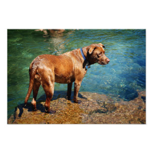 Chocolate Lab Pit Mix Dog Wading 2 Photo Print