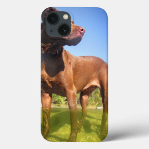 Chocolate Lab Pit Mix Dog Wading iPhone 13 Case