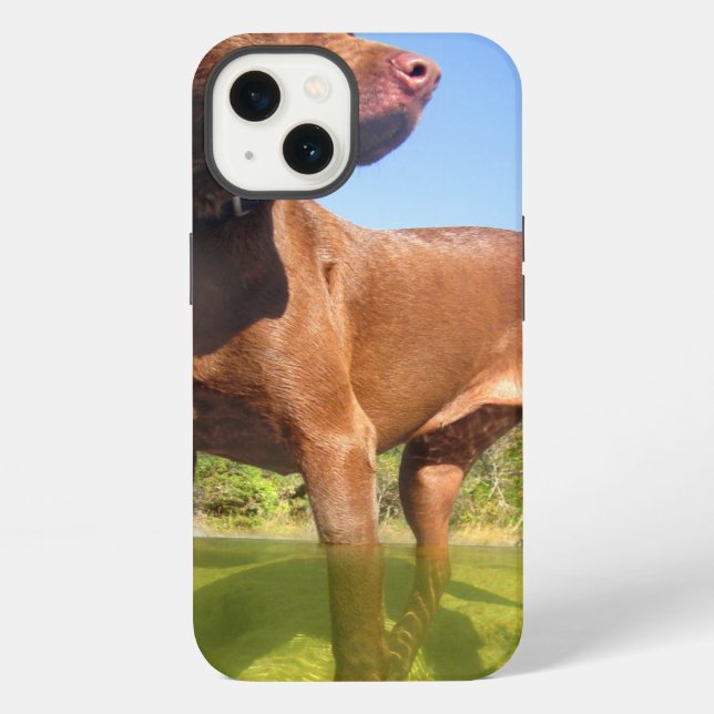Chocolate Lab Pit Mix Dog Wading iPhone Case (Back)