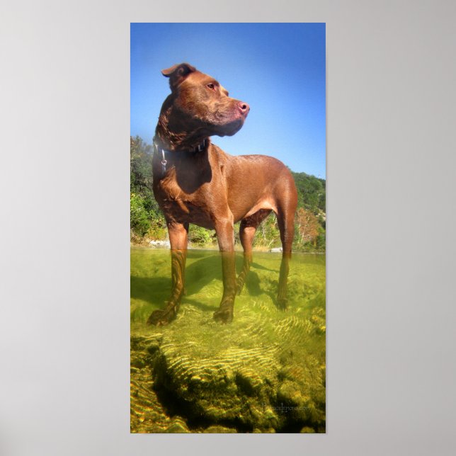 Chocolate Lab Pit Mix Dog Wading Poster (Front)