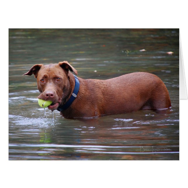 Chocolate Lab Pit Mix Dog With Ball (Front Horizontal)