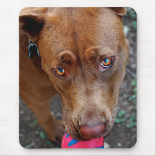 Chocolate Lab Pit Mix Dog with Ball 2 Mouse Pad