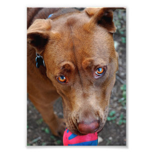 Chocolate Lab Pit Mix Dog with Ball 2 Photo Print
