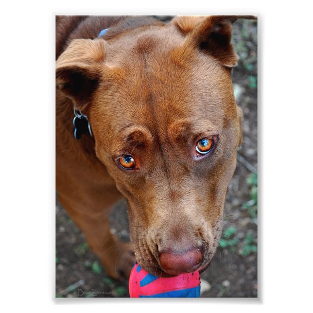 Chocolate Lab Pit Mix Dog with Ball 2 Photo Print (Front)