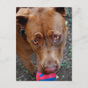 Chocolate Lab Pit Mix Dog with Ball 2 Postcard