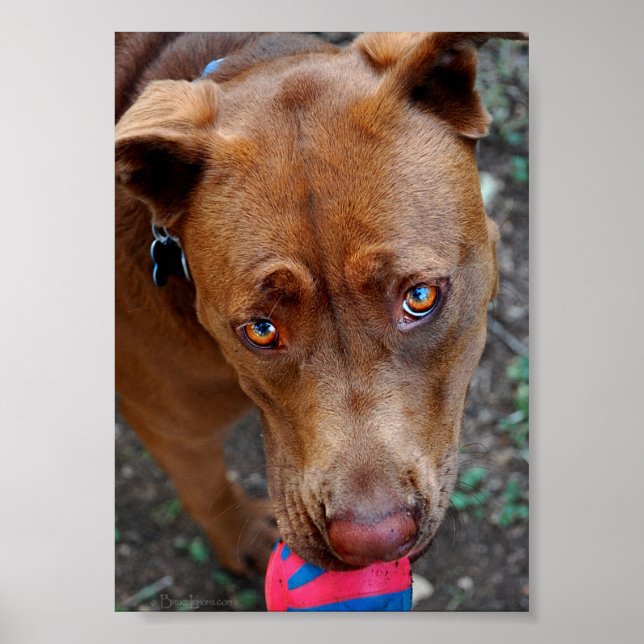 Chocolate Lab Pit Mix Dog with Ball 2 Poster (Front)