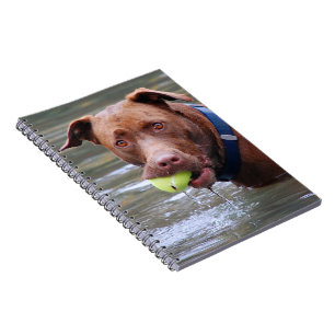 Chocolate Lab Pit Mix Dog With Ball Notebook