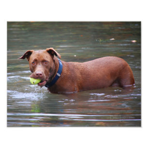 Chocolate Lab Pit Mix Dog With Ball Photo Print
