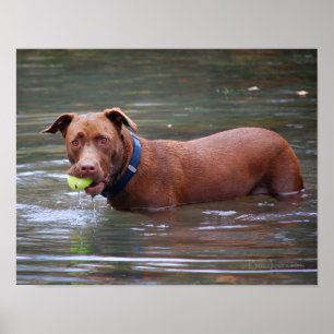 Chocolate Lab Pit Mix Dog With Ball Poster
