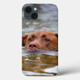 Chocolate Lab Pit Mix Puppy Dog Swimming iPhone 13 Case