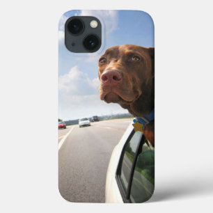 Chocolate Lab Pit Puppy Backseat Driver iPhone 13 Case