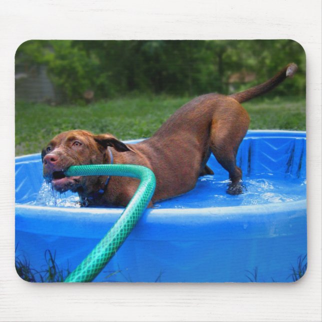 Chocolate Lab Pit Puppy in Wading Pool 2 Mouse Pad (Front)