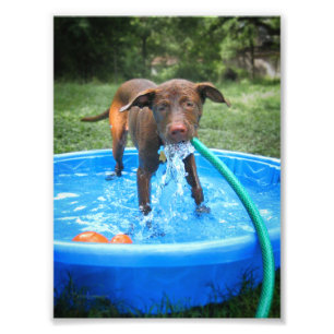 Chocolate Lab Pit Puppy Playing Photo Print
