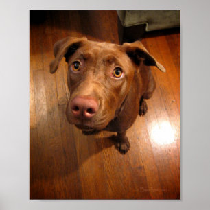 Chocolate Lab Pit Puppy Pleading Look Poster