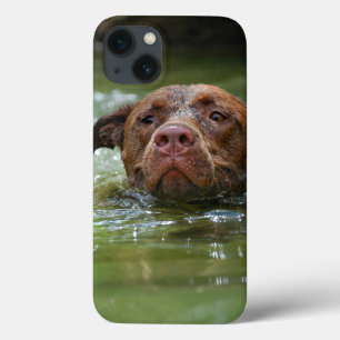 Chocolate Lab Pit Puppy Swimming 2 iPhone 13 Case