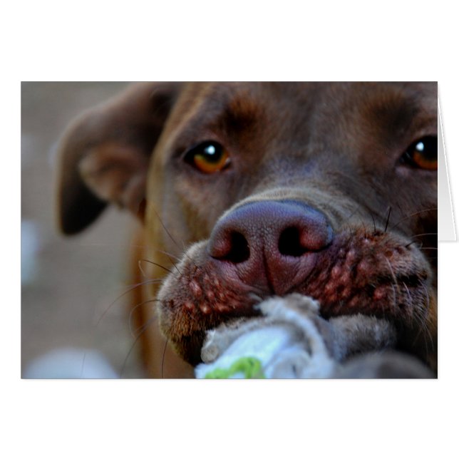 Chocolate Lab Pit Puppy Tugging (Front Horizontal)