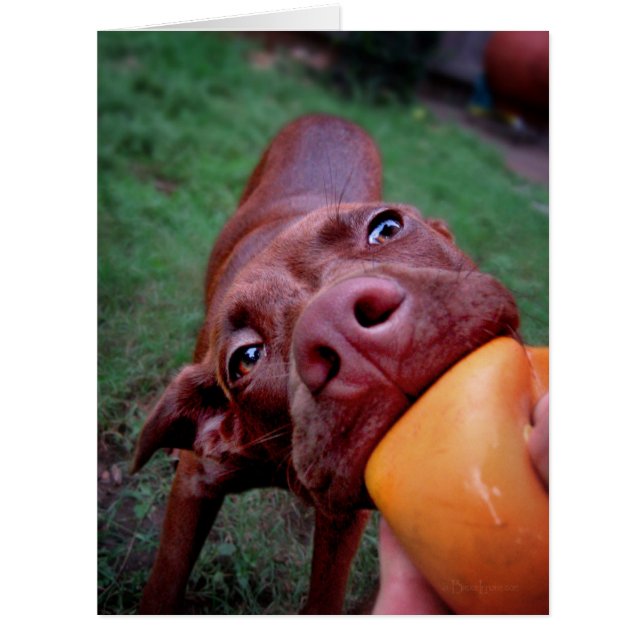 Chocolate Lab Pit Puppy Tugging Ball (Front)