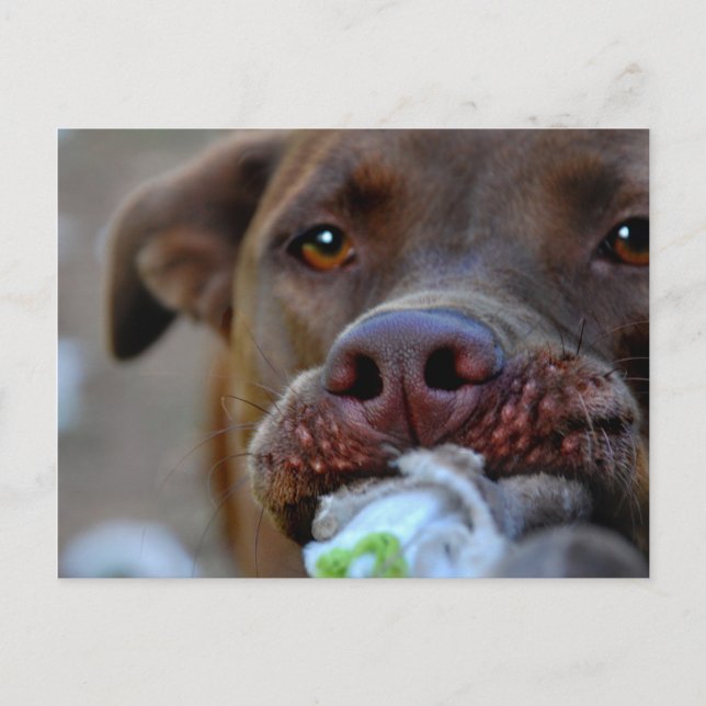 Chocolate Lab Pit Puppy Tugging Postcard (Front)