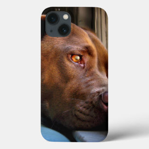 Chocolate Lab Pit Puppy Window Watching iPhone 13 Case