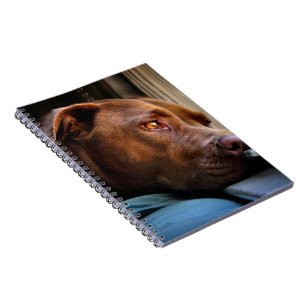Chocolate Lab Pit Puppy Window Watching Notebook