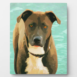 Chocolate Lab Pitbull Mix Pitador Labrabull Plaque
