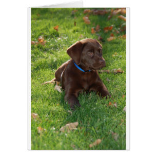 Chocolate Lab Puppy