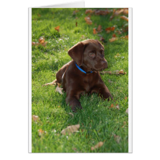 Chocolate Lab Puppy