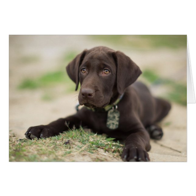 Chocolate Lab Puppy (Front Horizontal)