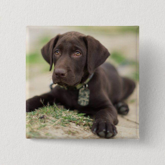 Chocolate Lab Puppy 15 Cm Square Badge (Front)