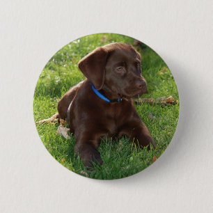 Chocolate Lab Puppy 6 Cm Round Badge
