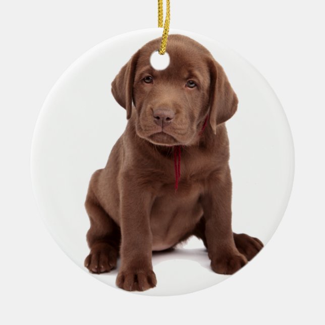 Chocolate Lab Puppy Ceramic Tree Decoration (Front)