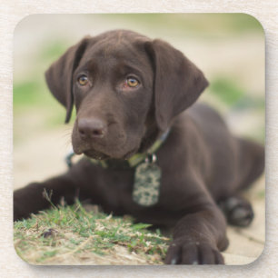 Chocolate Lab Puppy Coaster