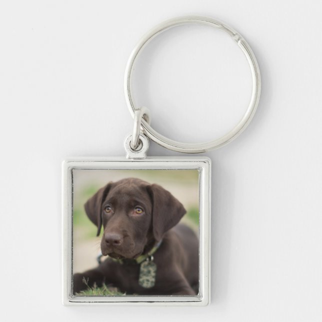 Chocolate Lab Puppy Key Ring (Front)