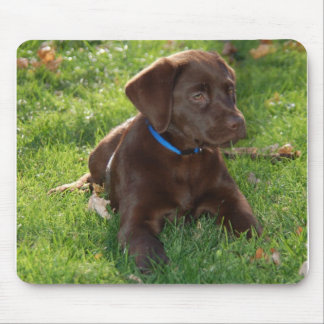 Chocolate Lab Puppy Mouse Pad