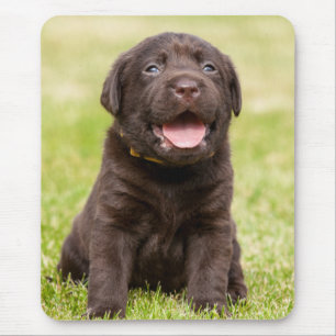 Chocolate Lab Puppy Mouse Pad