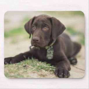 Chocolate Lab Puppy Mouse Pad