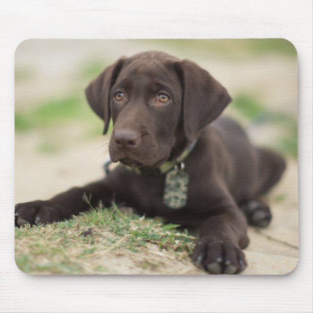Chocolate Lab Puppy Mouse Pad (Front)