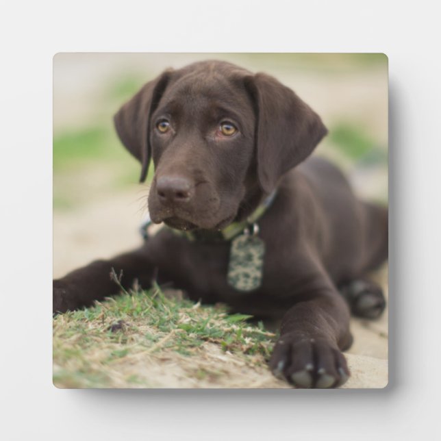 Chocolate Lab Puppy Plaque (Front)