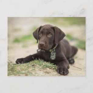 Chocolate Lab Puppy Postcard