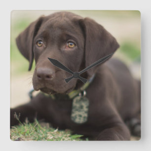 Chocolate Lab Puppy Square Wall Clock